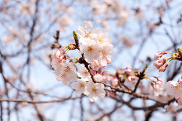 桜