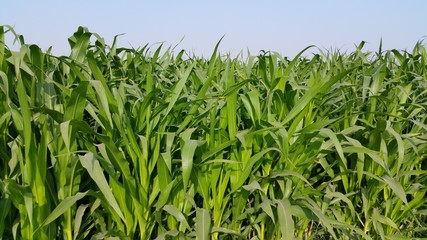 Obraz premium Green Farm 