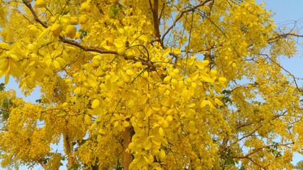  yellow flowers 