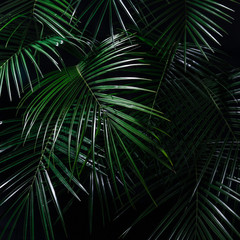 Palm leaves jungle texture