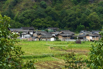 Amazing fields of rice Style of Agriculture in northern China 