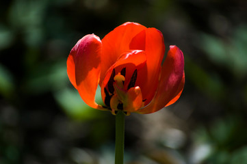 red tulip in the garden