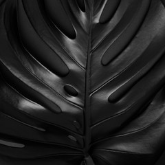 Black shiny monstera leaf on dark background