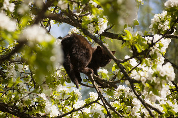 black cat on a tree