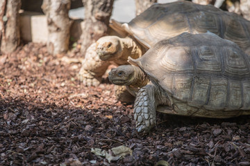Couple of turtles  in park