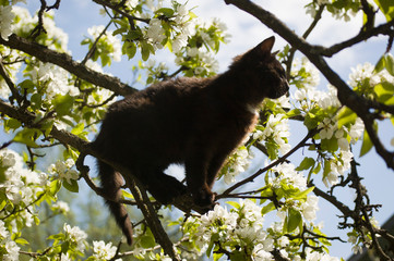 cat on a tree