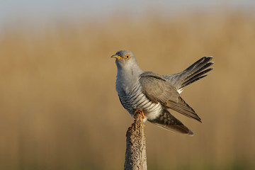 pigeon on a rock