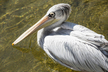 Pelecanus rufescens