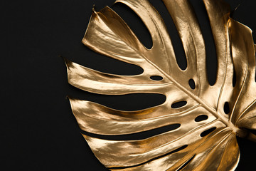 Golden monstera leaf on black background © mykolastock