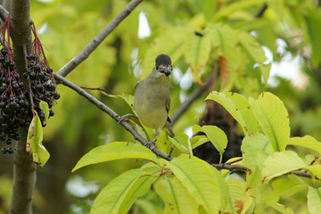 Obraz premium bird on a branch