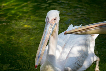 Pelecanus rufescens