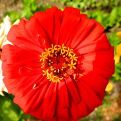 садовые цветы