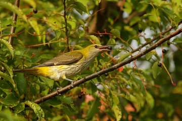 bird on a branch