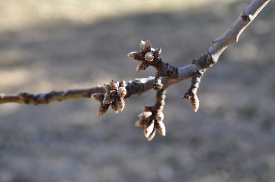 Almendro 