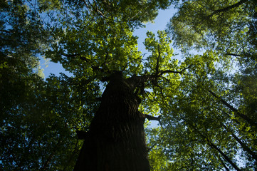 oak-tree in the forest