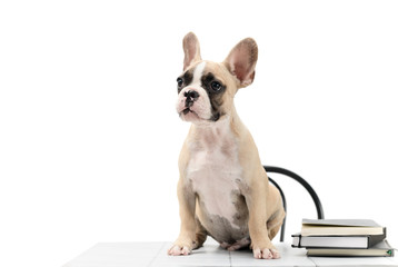 Cute little French bulldog sitting with book on table