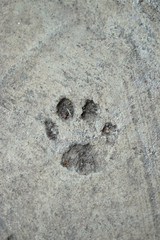 pawprint in the pavement
