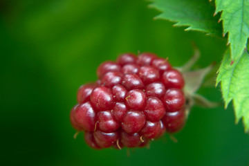 unripe blackberry on a branch