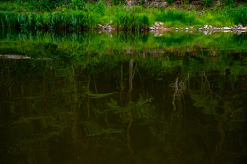 Landscape of river and reflection of green forest.