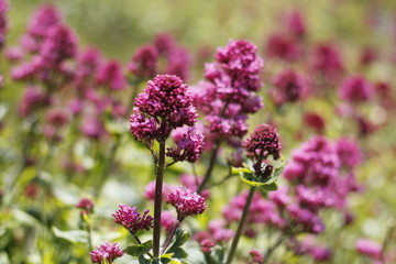 flowers in the garden