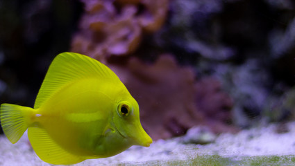 yellow tang