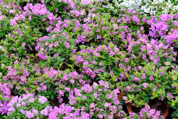 Fototapeta premium colorful flower in the garden
