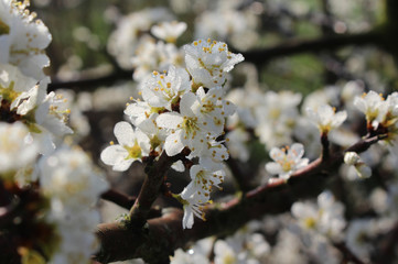 Beautiful spring flower background of white Prunus spinosa flowers, covered in dew, touched by the early morning sunlight. Also known as blackthorn or sloe.