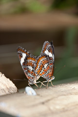 Butterfly on leaf
