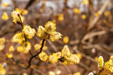 Honey Bee collecting pollen from Goat Willow, spring flowering, collecting honey.