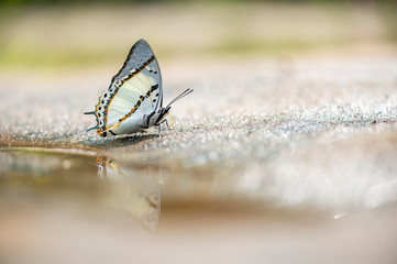 Butterfly of Thailand