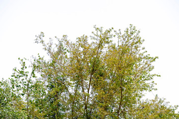 Tree isolated on a white background 