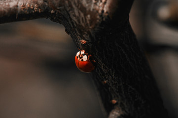 ladybird on a branch