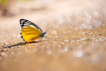 Fototapeta premium Butterfly of Thailand