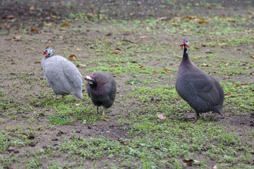 The big guinea fowls are standing in grasslands.