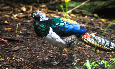 An adult Lady Amherst's pheasant (Chrysolophus amherstiae) walking along the ground.