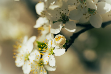 white flowers of a tree