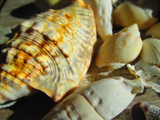 Seashels on the sun