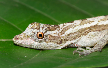 A lemur anole (Norops lemurinus) resting on a leaf at night in Belize.