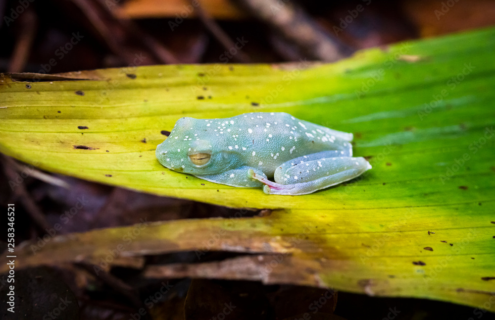 Canvas Prints a scarlet-webbed tree frog (hypsiboas rufitela) sleeps on a leaf in tortuguero national park, costa 