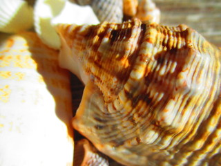 Seashels on the sun