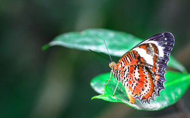 Fototapeta na wymiar An orange lacewing butterfly (Cethosia penthesilea) resting on a leaf.