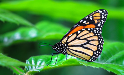 An adult monarch butterfly (Danaus plexippus) resting on a leaf.