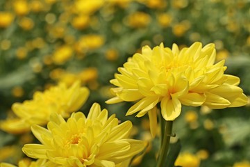 Chrysanthemum flower in tropical