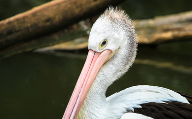 Closeup of an Australian pelican (Pelecanus conspicillatus).