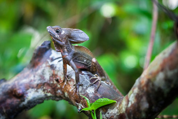 A common basilisk (Basiliscus basiliscus) sits on a tree branch in Tortuguero National Park, Costa Rica.