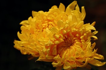 Chrysanthemum flower in tropical