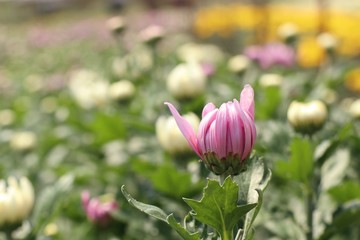 Chrysanthemum flower in tropical