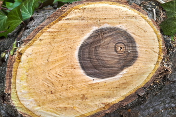 Cut a walnut tree. Tree rings background. Wood texture of a cut tree. A dark circle in the middle and a bright inside.