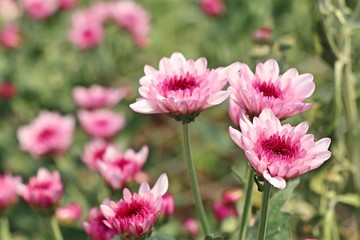 Chrysanthemum flower in tropical