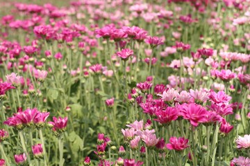 Chrysanthemum flower in tropical